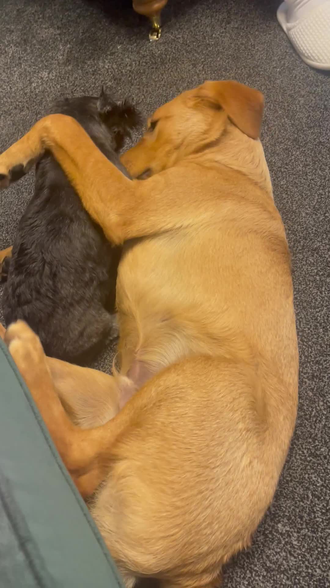 Goldador dogs for sale: 6 Month Old Red - House and Crate Trained  - Video 2