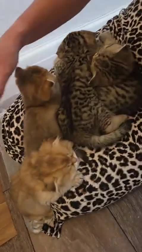 Scottish Fold cats for sale: Adorable Scottish Fold and Straight kittens 💙💜  - Video 1