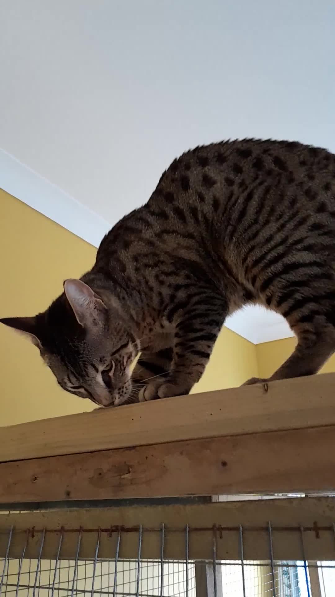 Savannah cats for sale: Top Pedigree Tica Reg F5 Savannah kittens in Darlington - Video 5