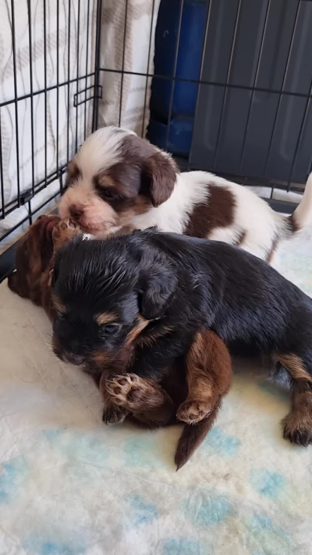 Mixed Breed dogs for sale: Miniature Daschund x Pomeranian - Video 2