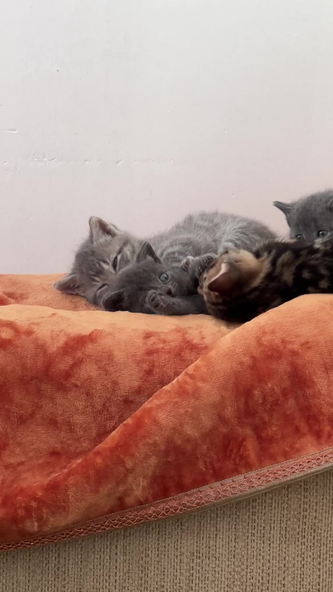 British Shorthair cats for sale: Half British short hair kittens  in Solihull - Video 4