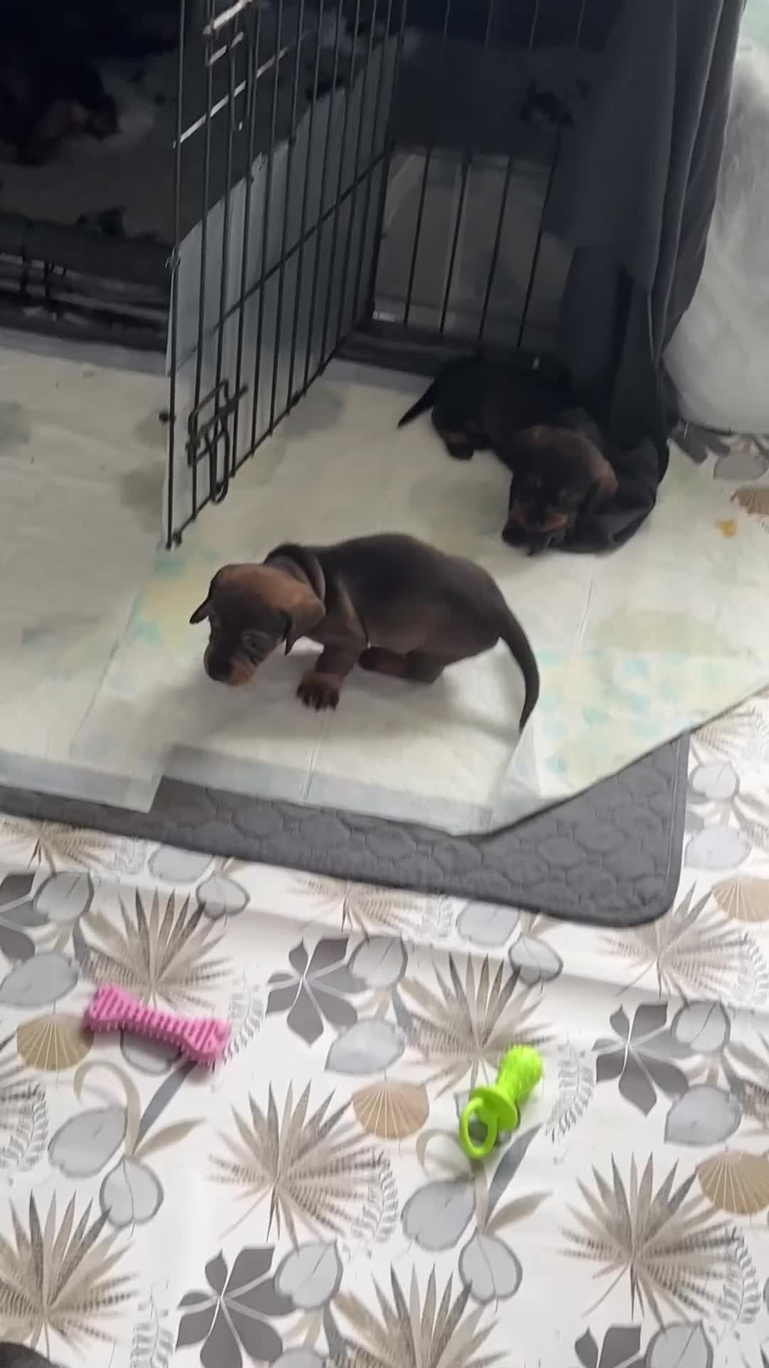 Dachshund dogs for sale: Stunning Standard Dachshund Puppies Ready Now - Video 2