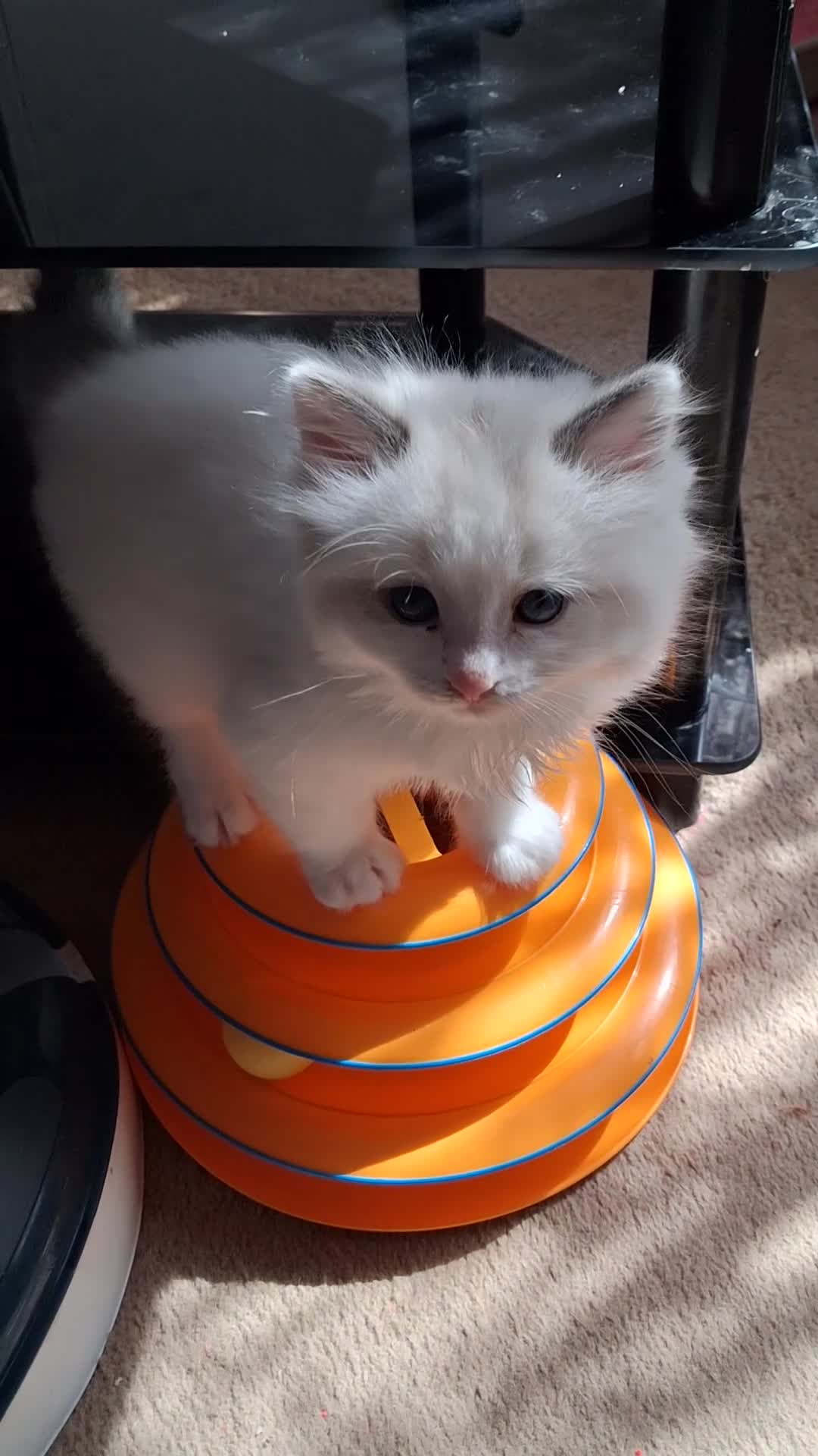 Ragdoll cats for sale: CUTE BLUE, LILAC BICOLOUR RAGDOLL KITTENS  - Video 1