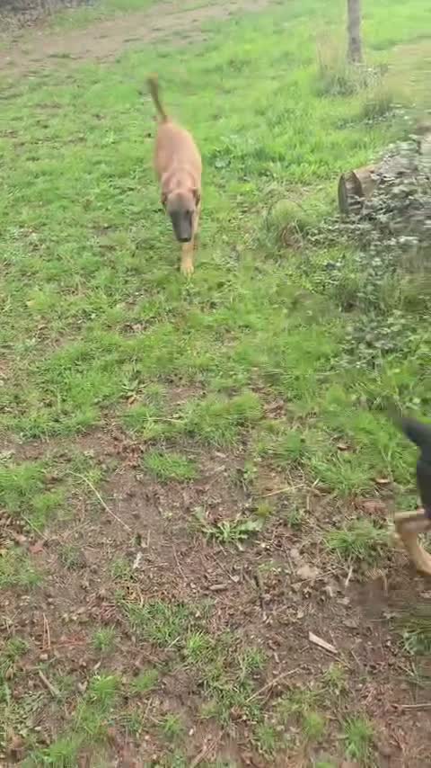 Belgian Shepherd Dog dogs for sale: LAST GIRL Belgian malinois puppies KNVP  - Video 1
