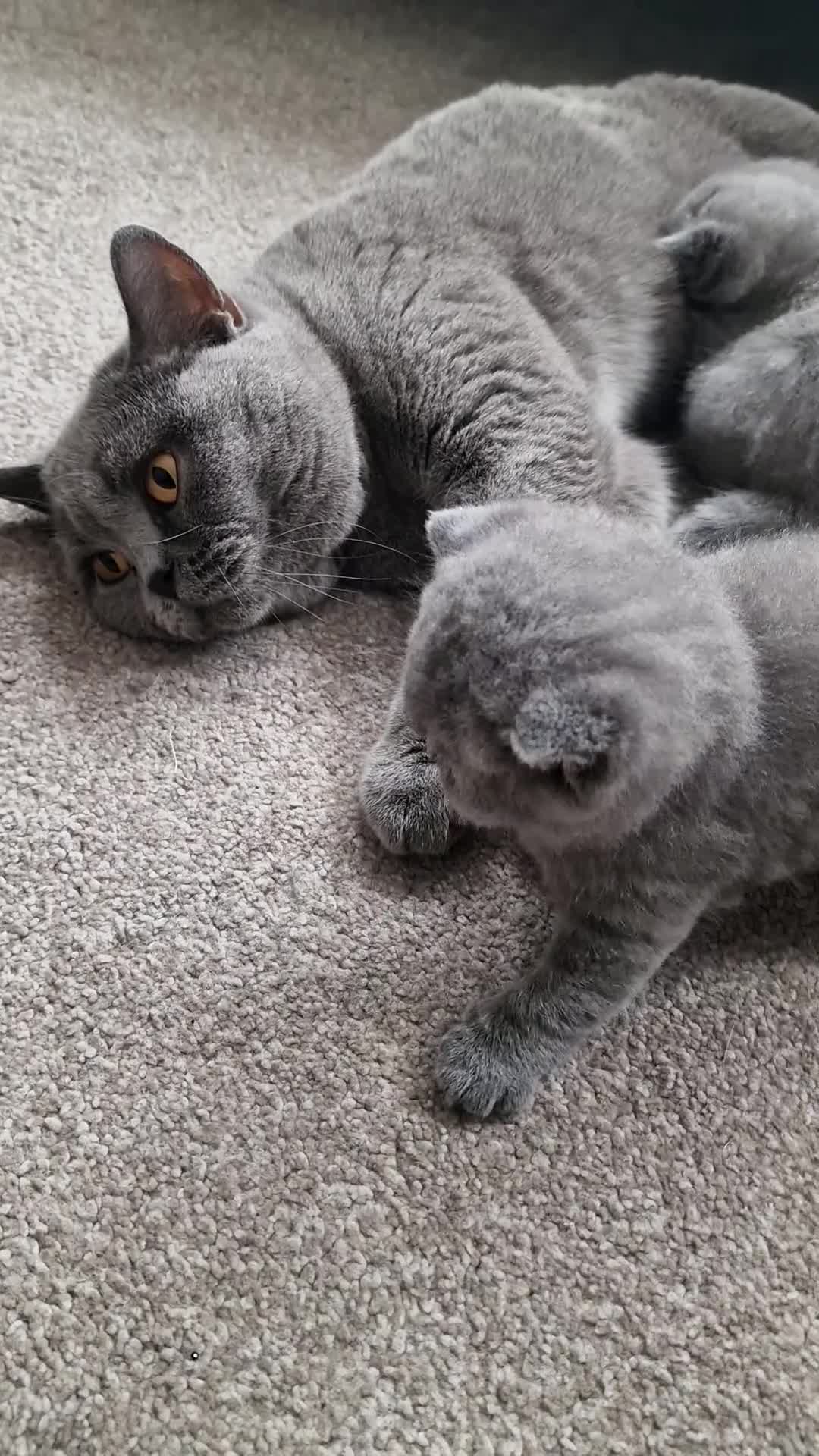 British Shorthair cats for sale: Fluffy British Shorthair Kitten  - Video 1