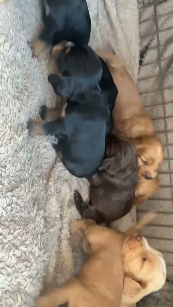 Cocker Spaniel dogs for sale: 💙7 BEAUTIFUL BOY PUPPIES. 3 WEEKS OLD💙 - Video 2