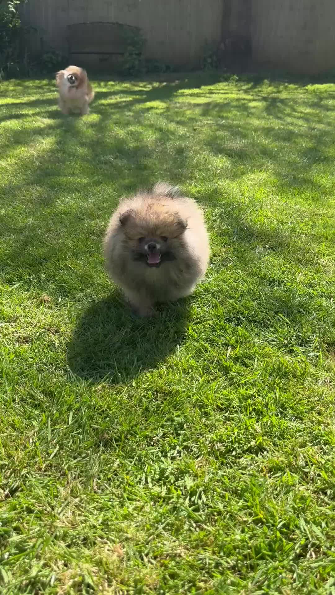 Pomeranian dogs for sale: ❤️ READY NOW! Stunning Pomeranian puppies 🐶❤️ - Video 1