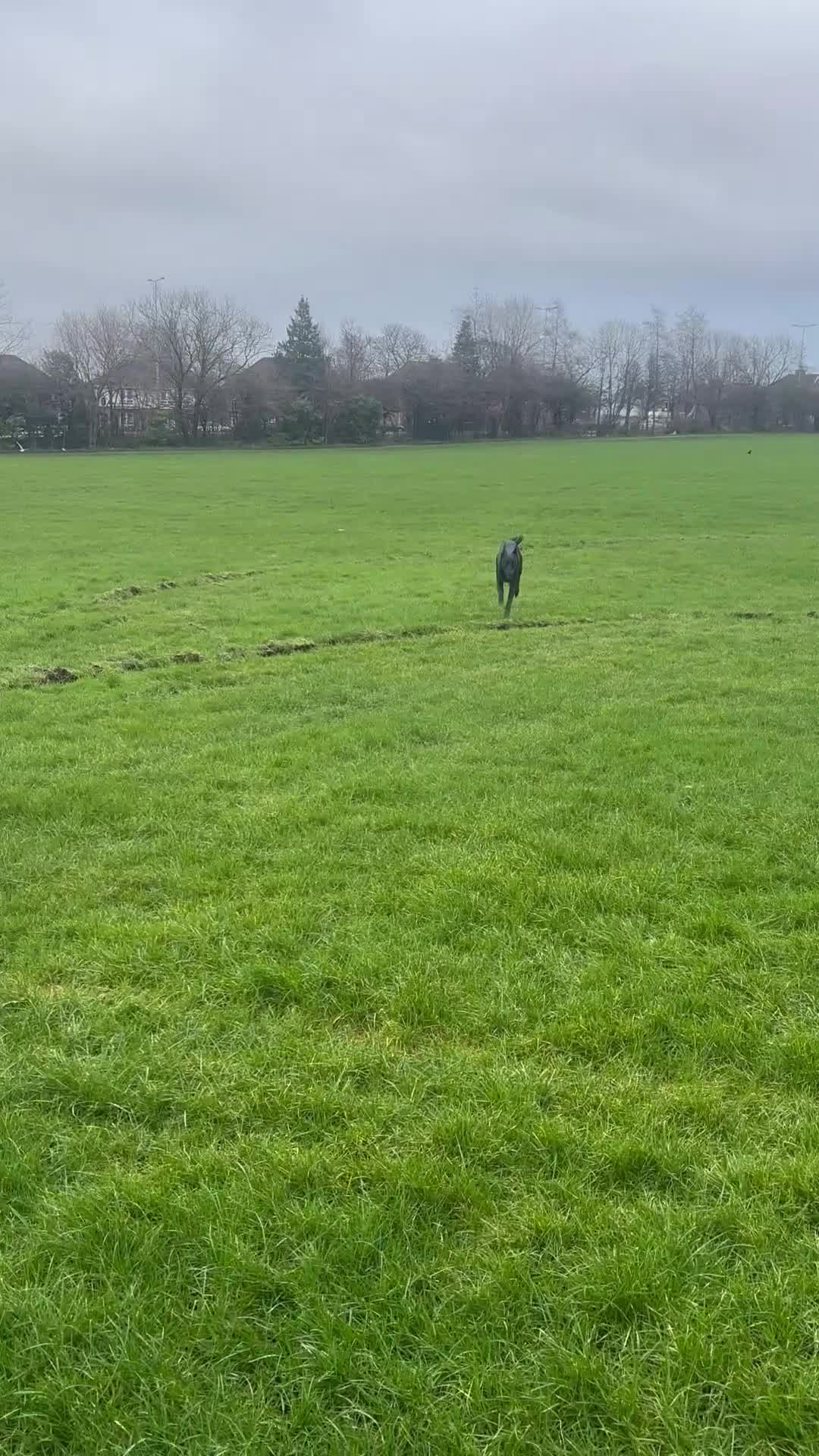 Mixed Breed dogs for sale: Lurcher teen boy  - Video 1