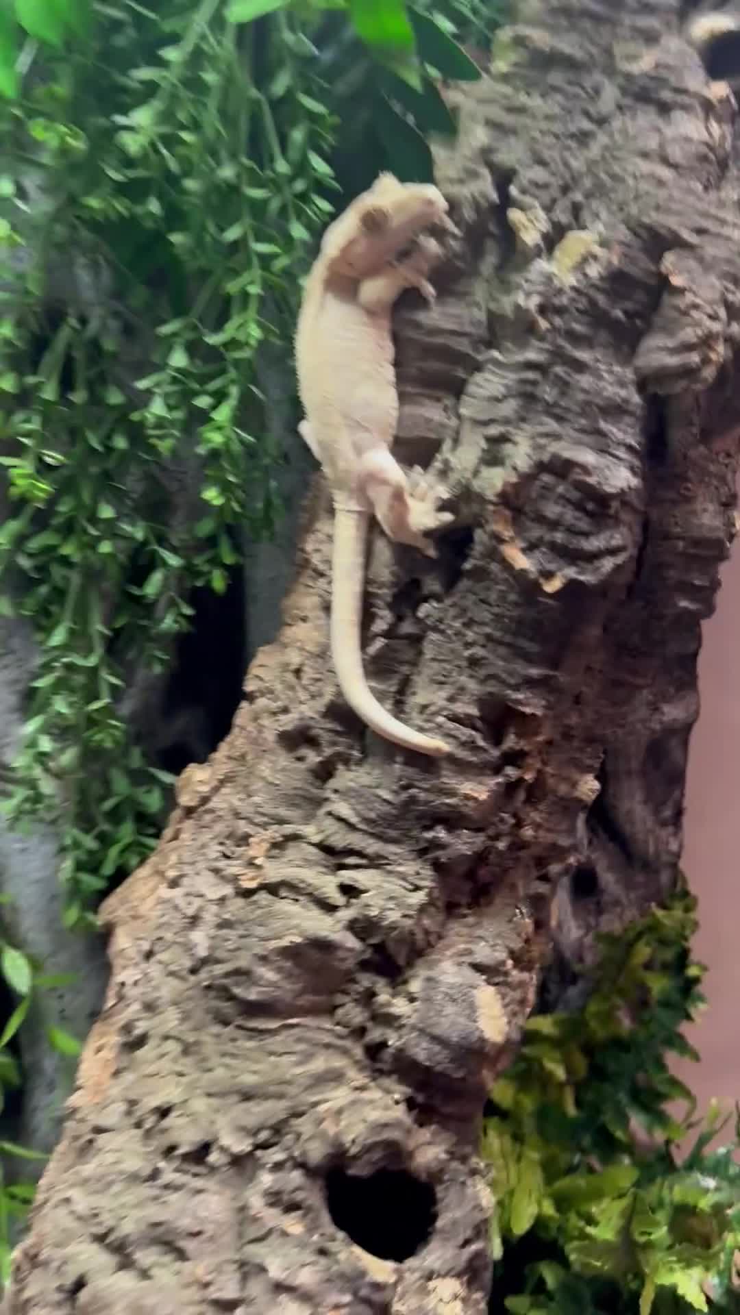 Gecko reptiles for sale: Crested Gecko with huge enclosure £120 in Wickford - Video 1