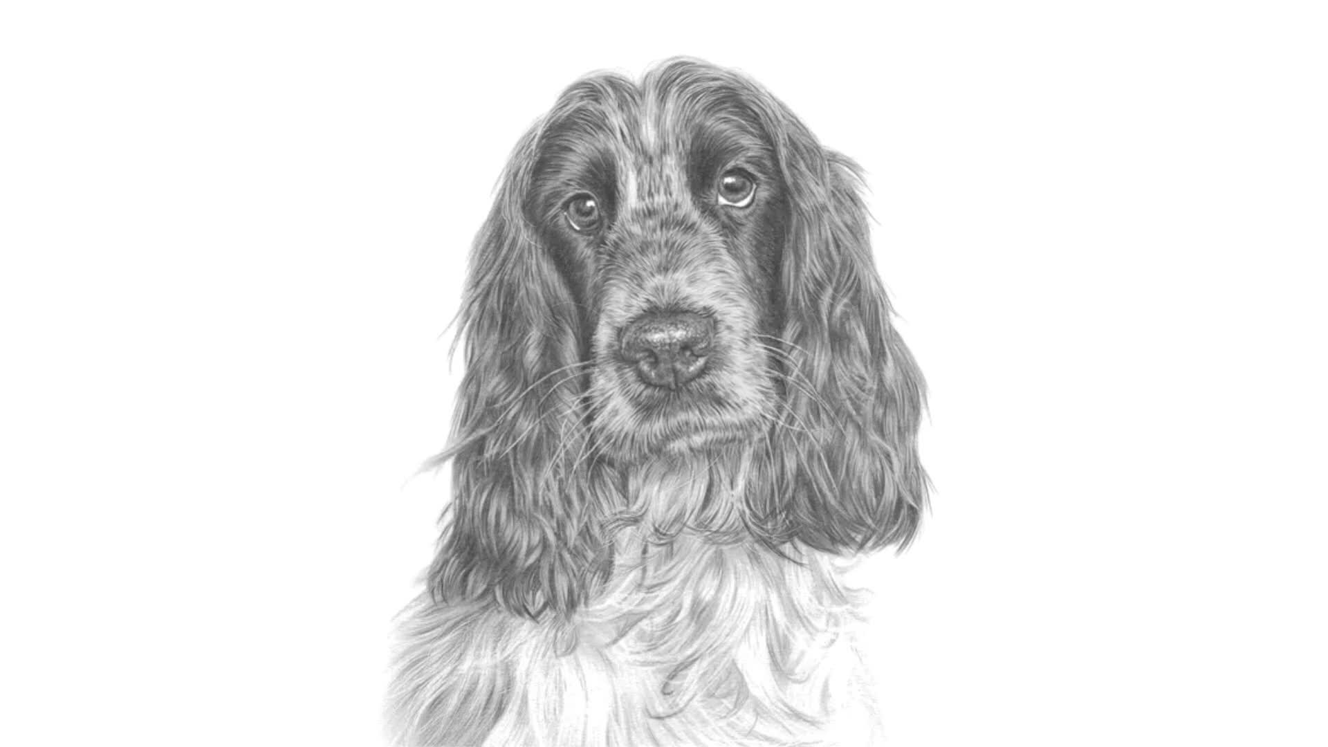 Cocker Spaniel dogs for sale: Stunning Show Cockers-Health Checked,KC Registered - Video 2