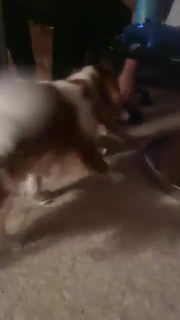 Cavalier King Charles Spaniel dogs for sale: Beautiful Blenheim puppies - Video 2