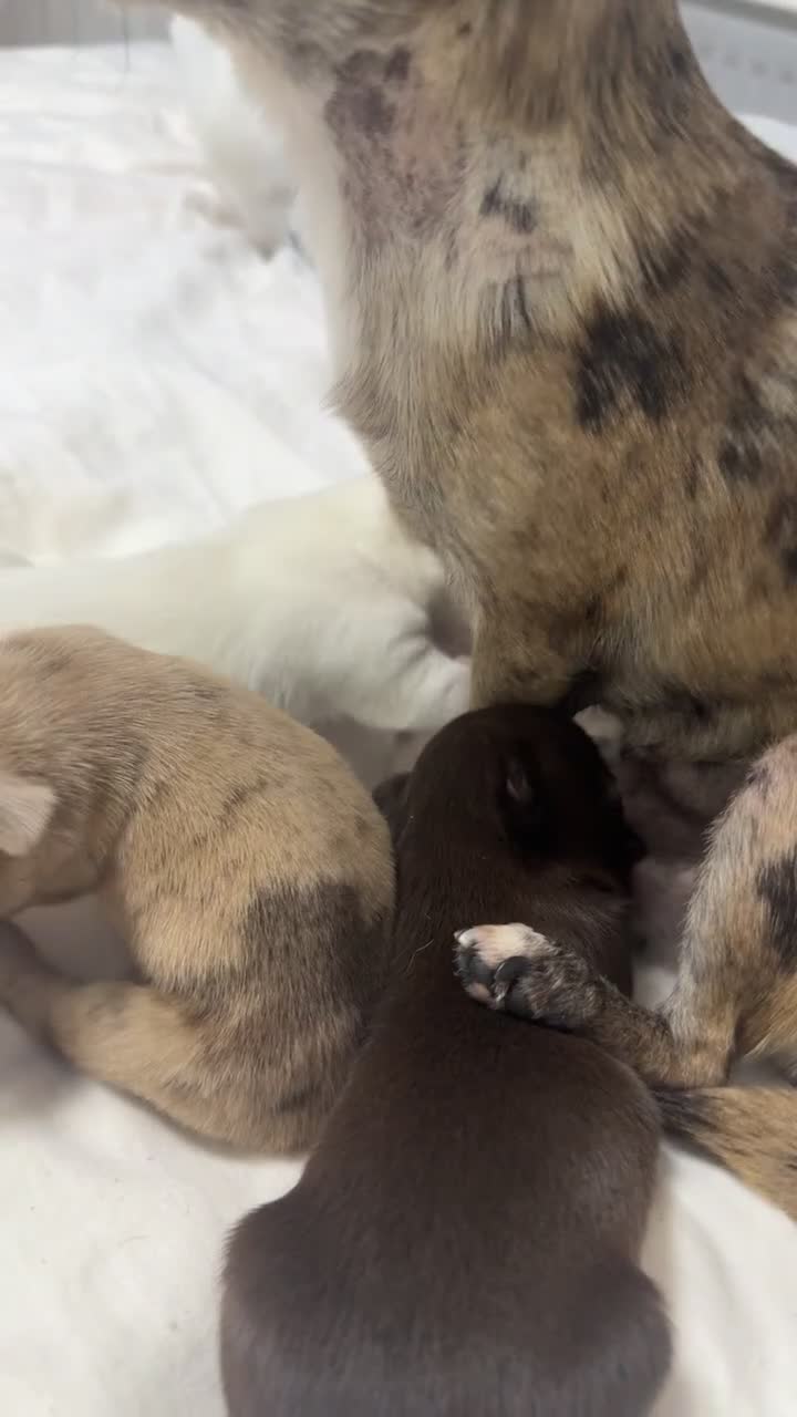 Chihuahua dogs for sale: Tiny Toy apple head chihuahuas.  in Rochester - Video 2