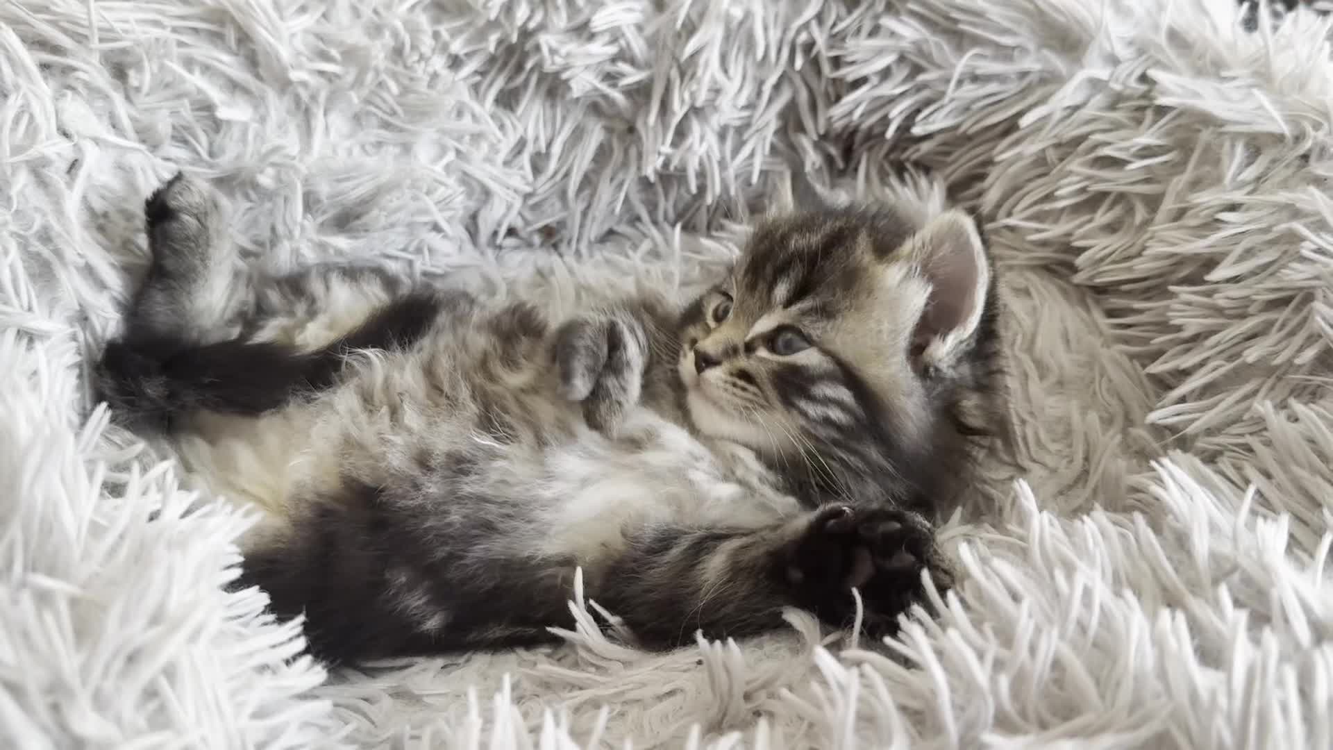 Mixed Breed cats for sale: Fluffy Half-Ragdoll Kittens - Video 1