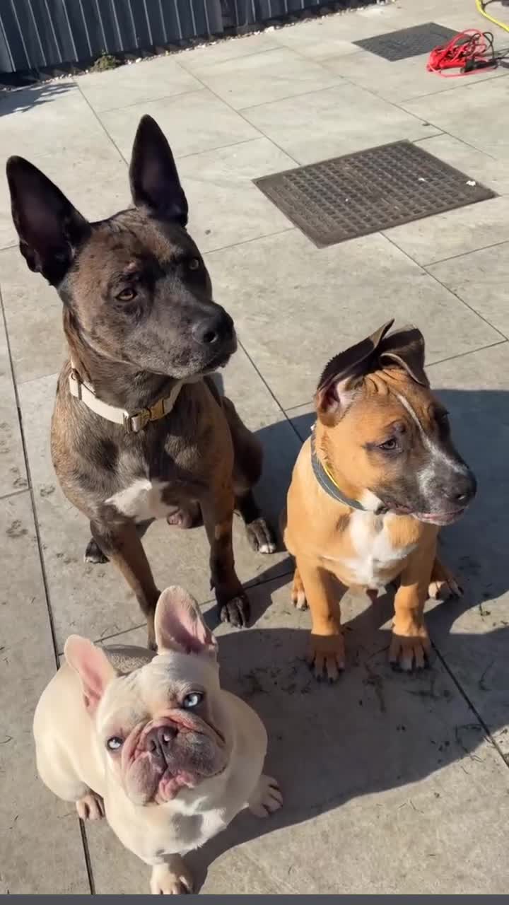 Mixed Breed dogs for stud: Belgian malinios x American bully for stud - Video 2