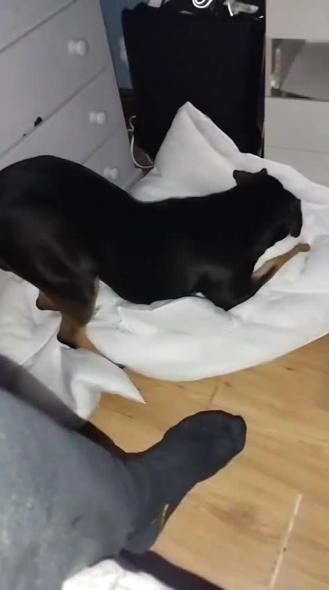 Mixed Breed dogs for sale: Staffey/Rotwiler  in Wednesbury - Video 1