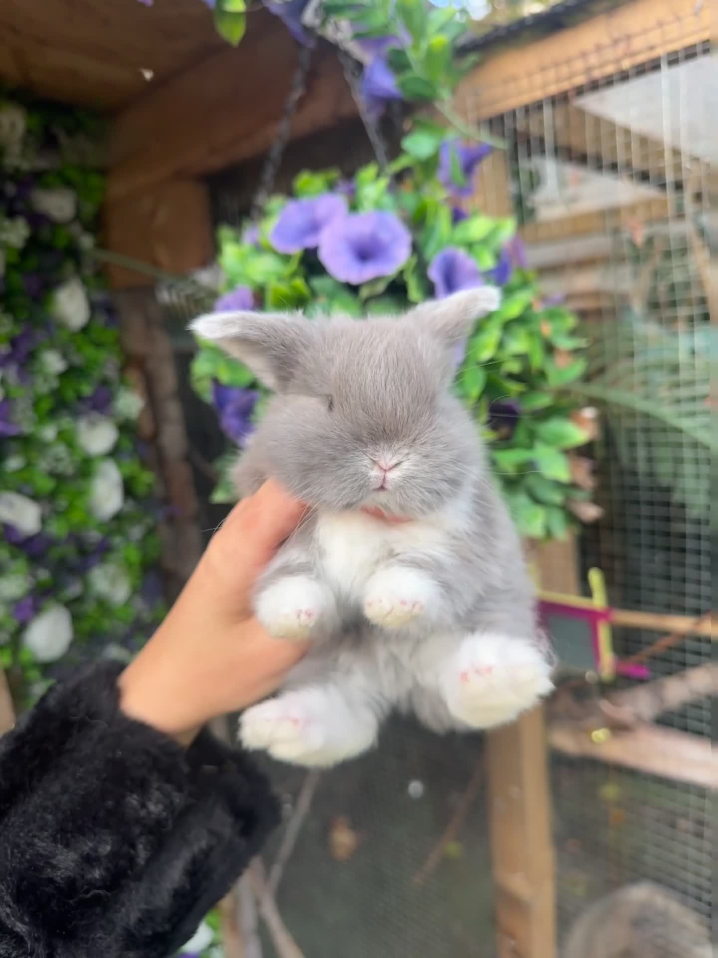 Mini Lop rabbits for sale: Adorable Mini Lop Baby’s  - Video 3