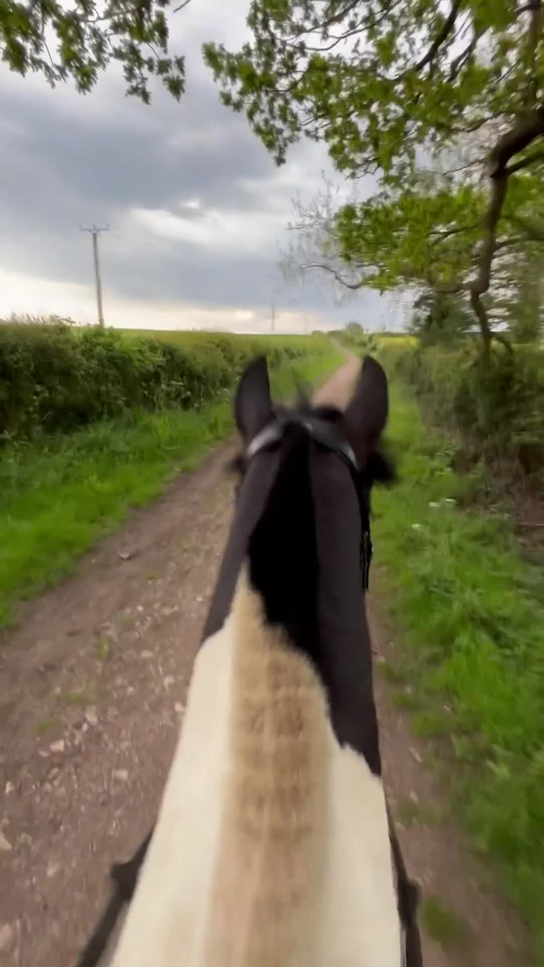 Welsh Section D horses for sale: Registered part bred Welsh D x Cob - Video 1