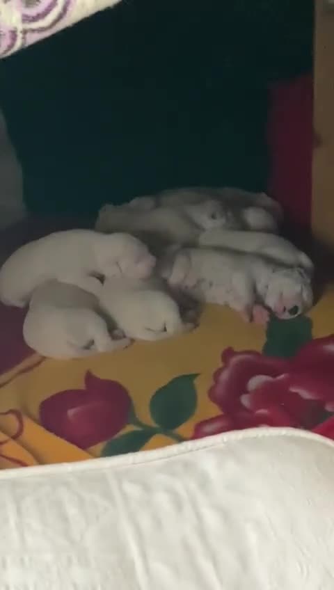Dalmatian dogs for sale: Beautiful Dalmatian Puppies - Video 2