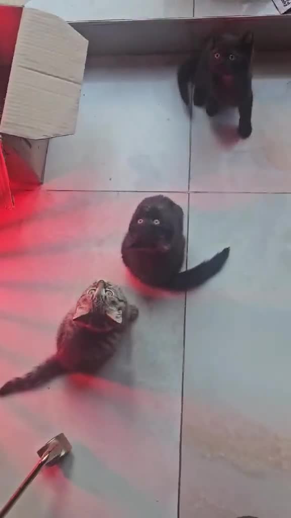 British Shorthair cats for sale: Glorious Pure BSH Kittens Ready Now! - Video 1