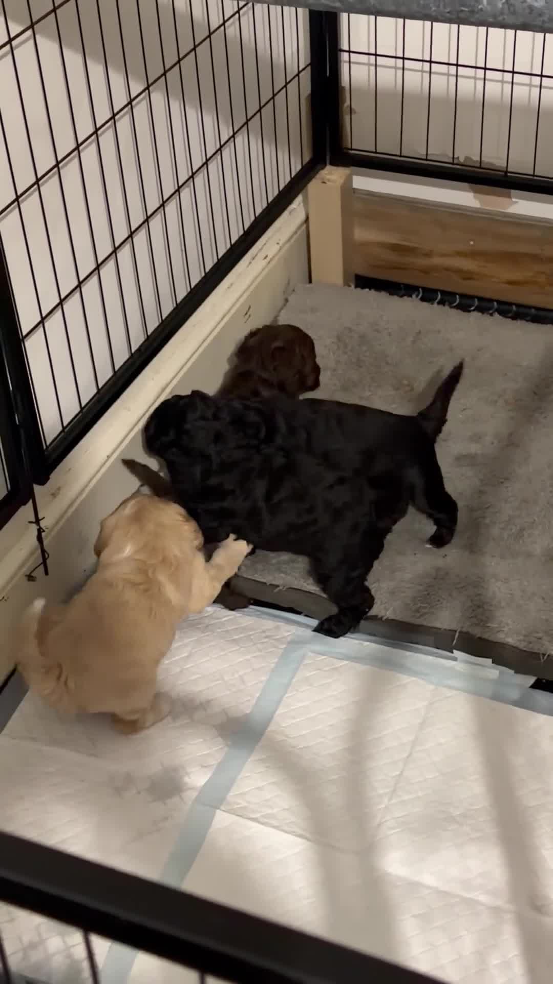 Cockapoo dogs for sale: Cockapoo puppies for sale - Video 1