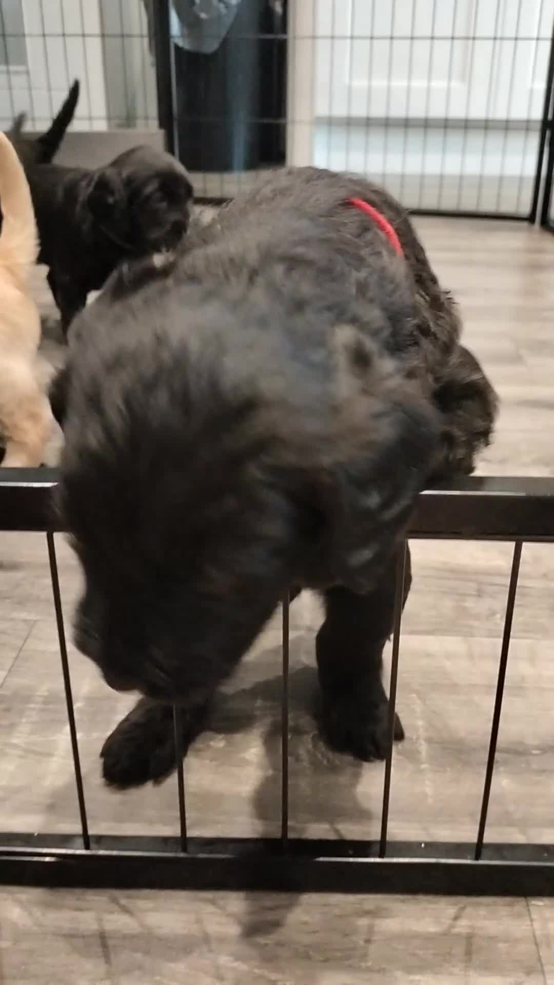 Labradoodle dogs for sale: F1 Standard Labradoodle Puppies - Video 2