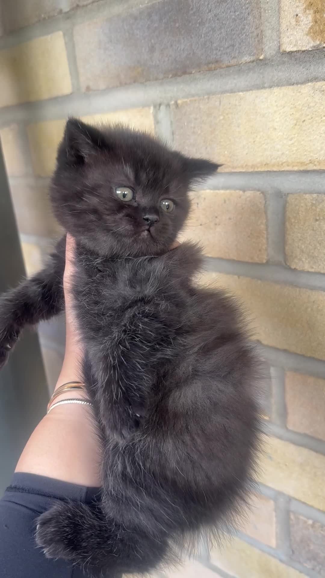 British Shorthair cats for sale: British rainbow shorthair kittens - Video 3