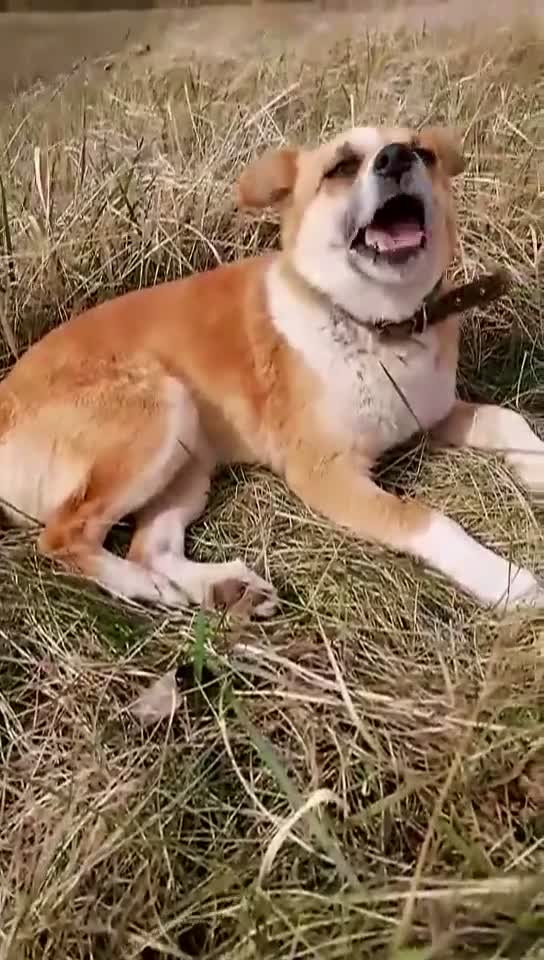 Chihuahua dogs for adoption: Alica’s Story: From Despair to Love - Video 2