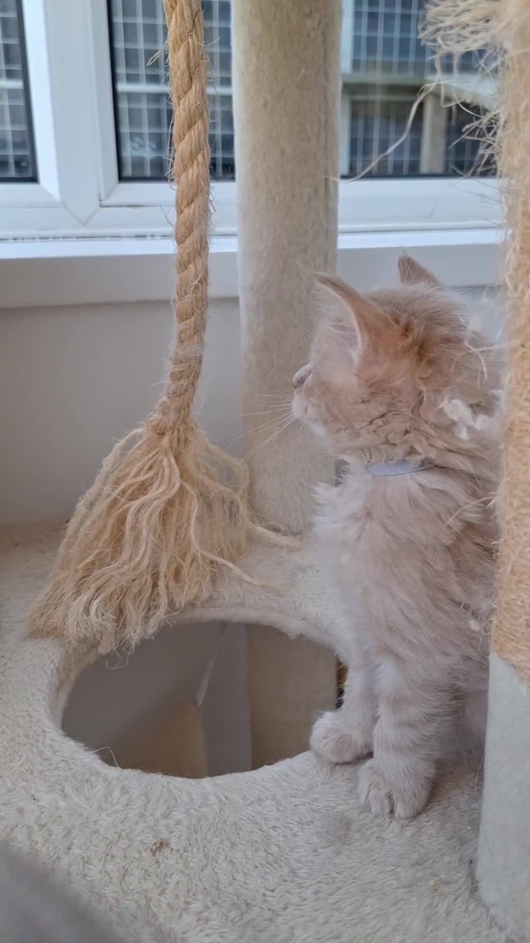 Maine Coon cats for sale: Maine Coon Kittens 😻 - Video 1