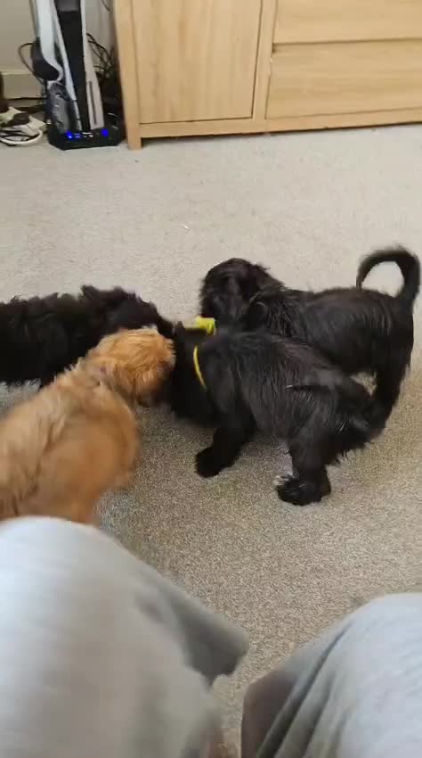Mixed Breed dogs for sale: Shih tzu x cockerspaniel  in Chelmsford - Video 1