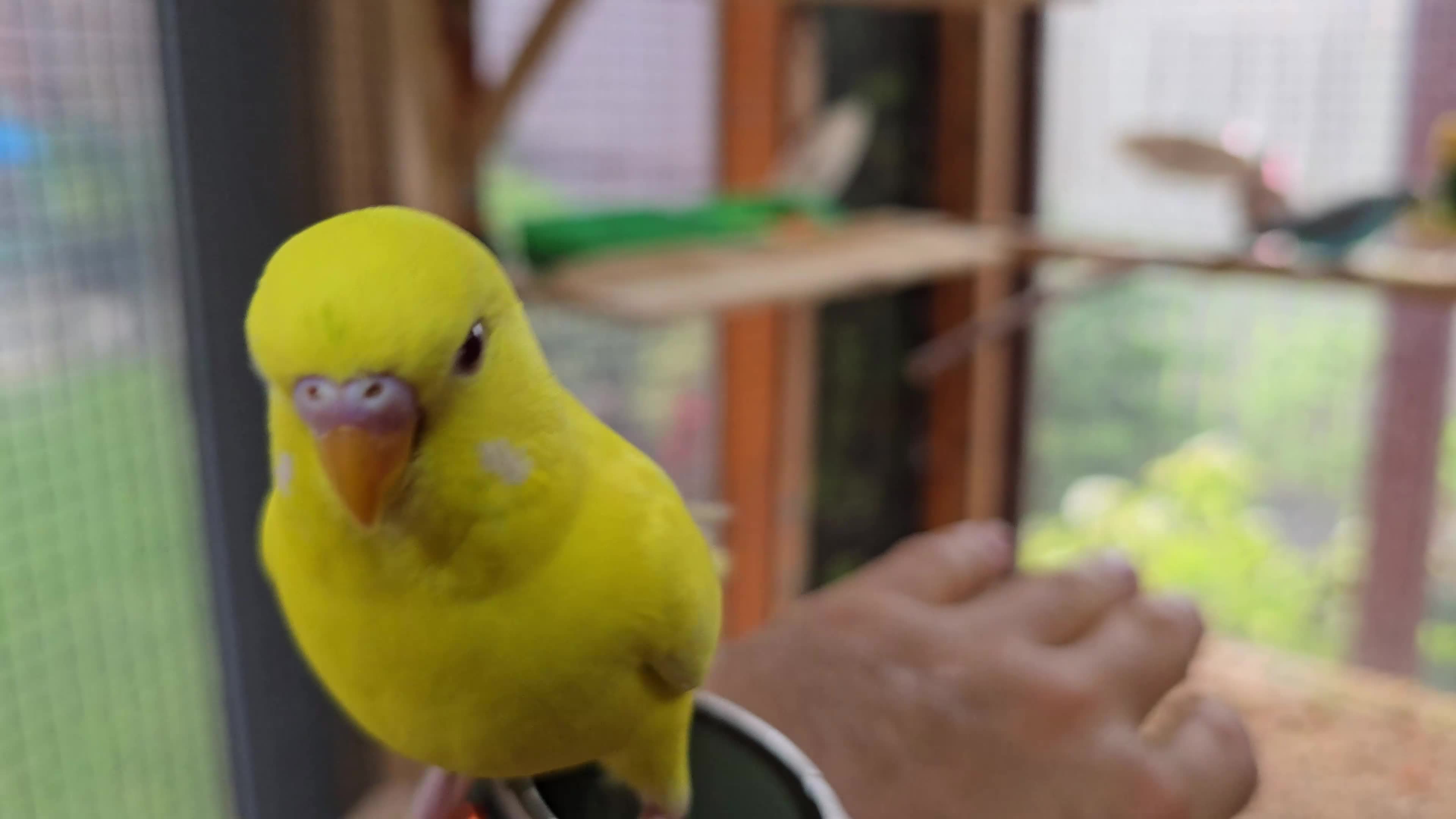 Budgerigars birds for sale: Young Budgies: Semi-tamed Lutino & Albino for sale - Video 2