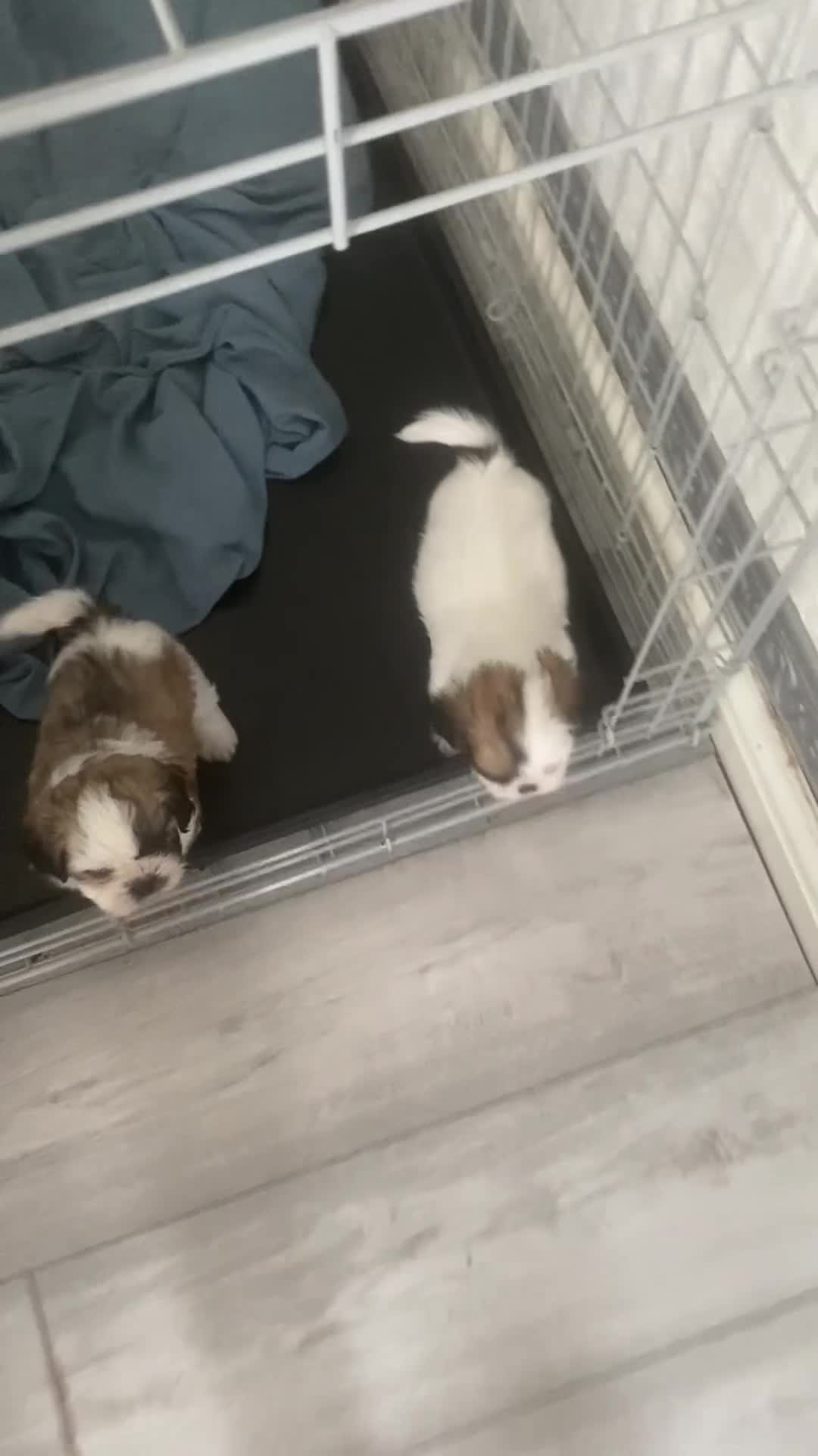Shih Tzu dogs for sale: Hello shih tzu puppies  - Video 1