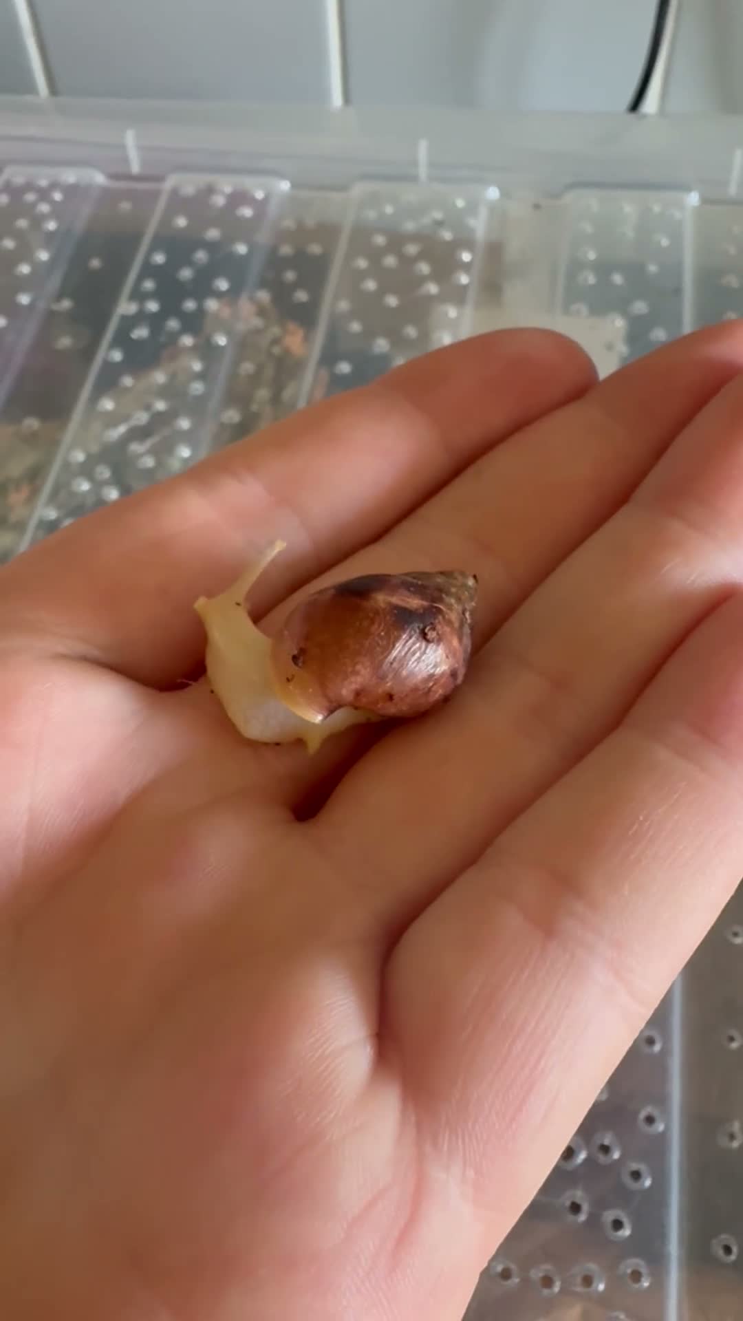 Snails invertebrates for sale: Giant African land snails (GALS)  - Video 1