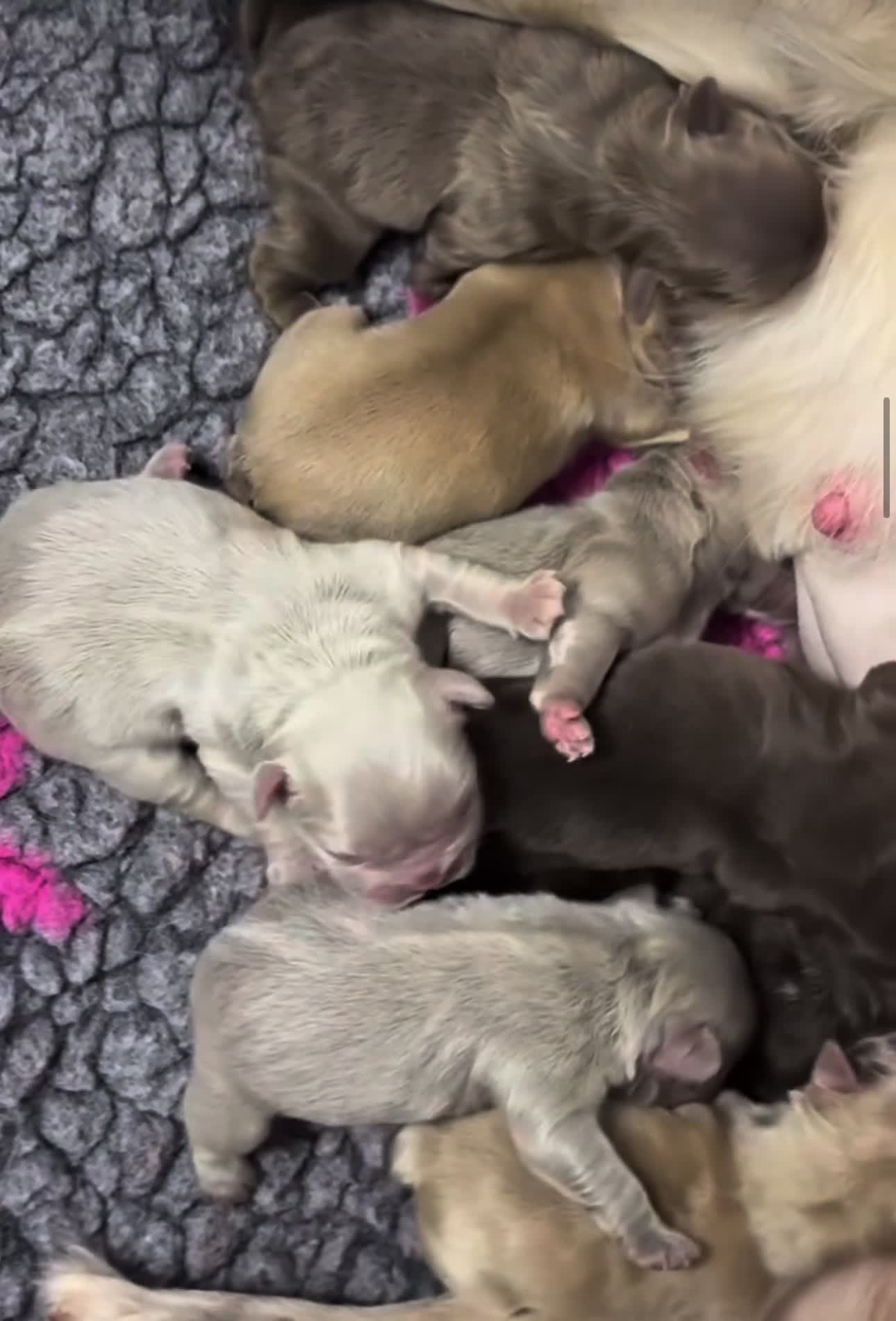 French Bulldog dogs for stud: RFG 0 & FBCE - Koda Bear - Full Fluffy Rojo & Tan - Video 1