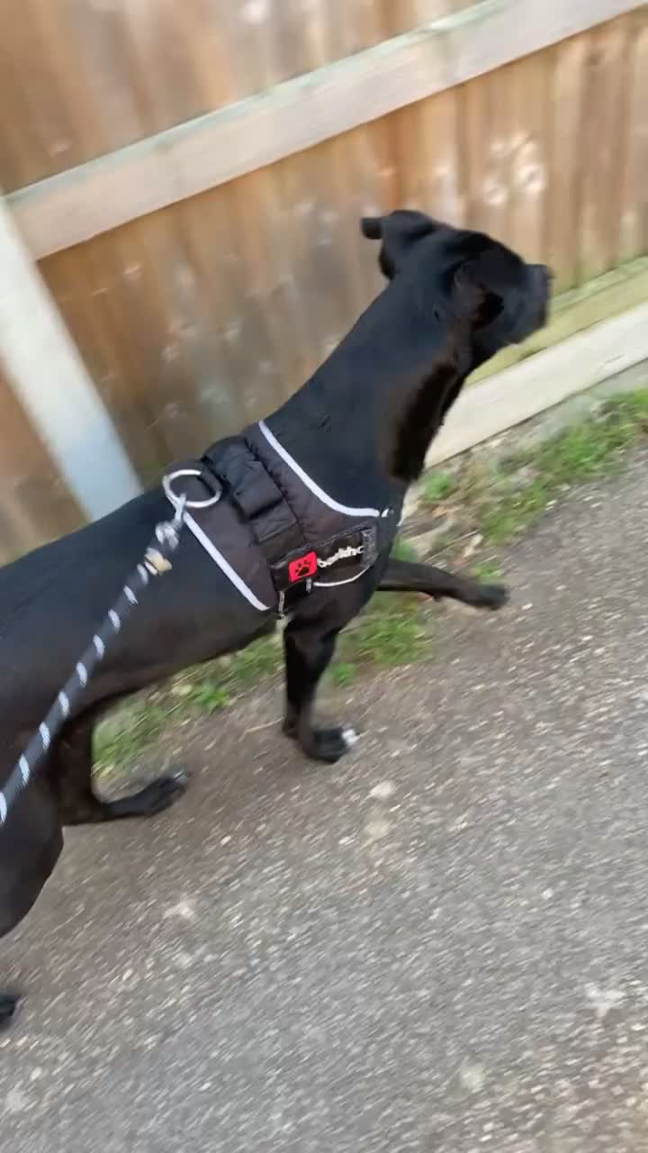 Labrador Retriever dogs for sale: Maggie Labrador mix collie  in Colchester - Video 1