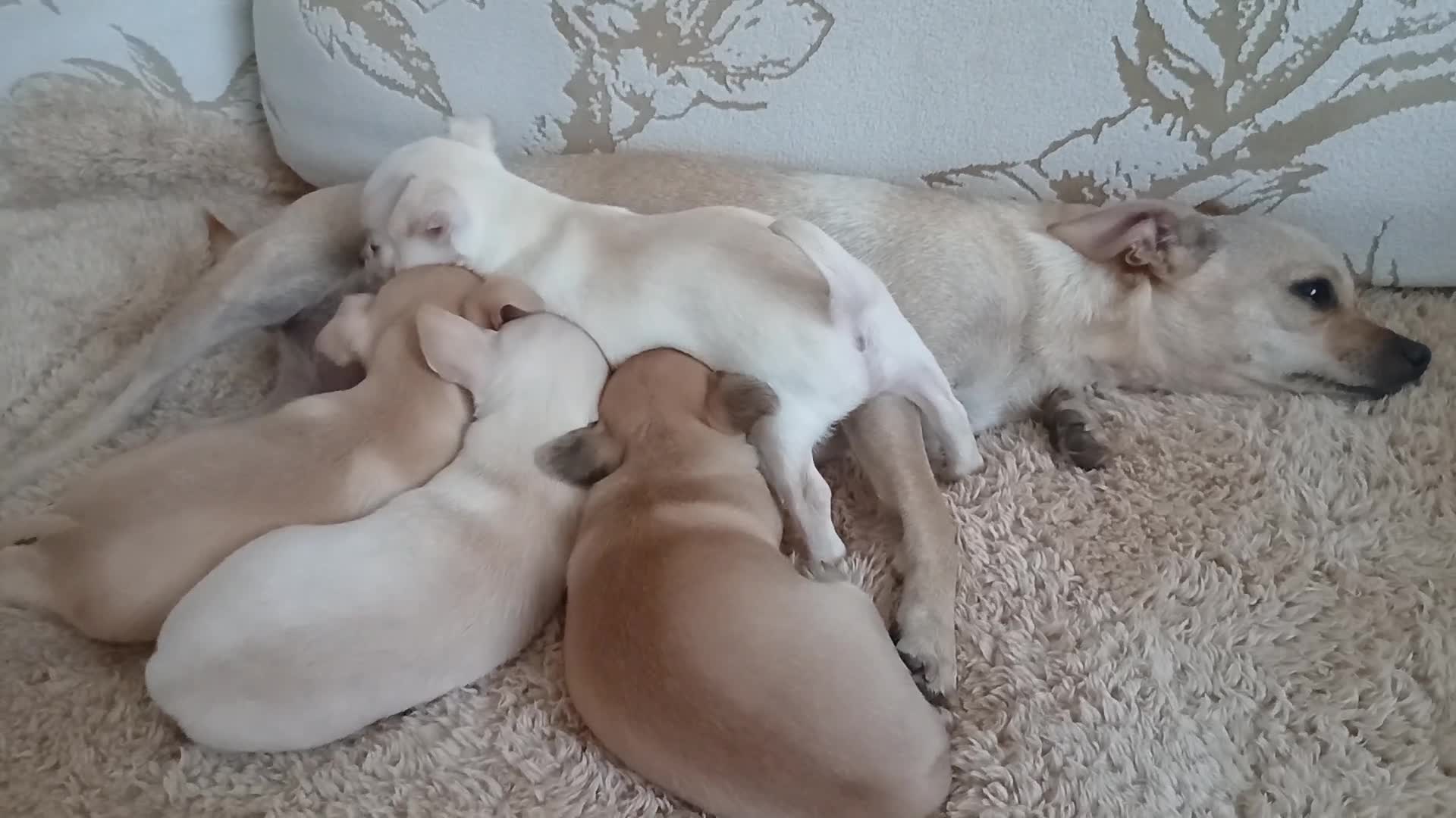 Chihuahua dogs for sale: Chihuahua Puppies  - Video 1