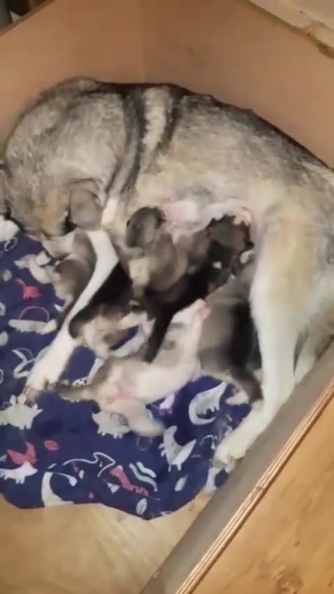 Siberian Husky dogs for sale: Siberian Huskey pups  - Video 1