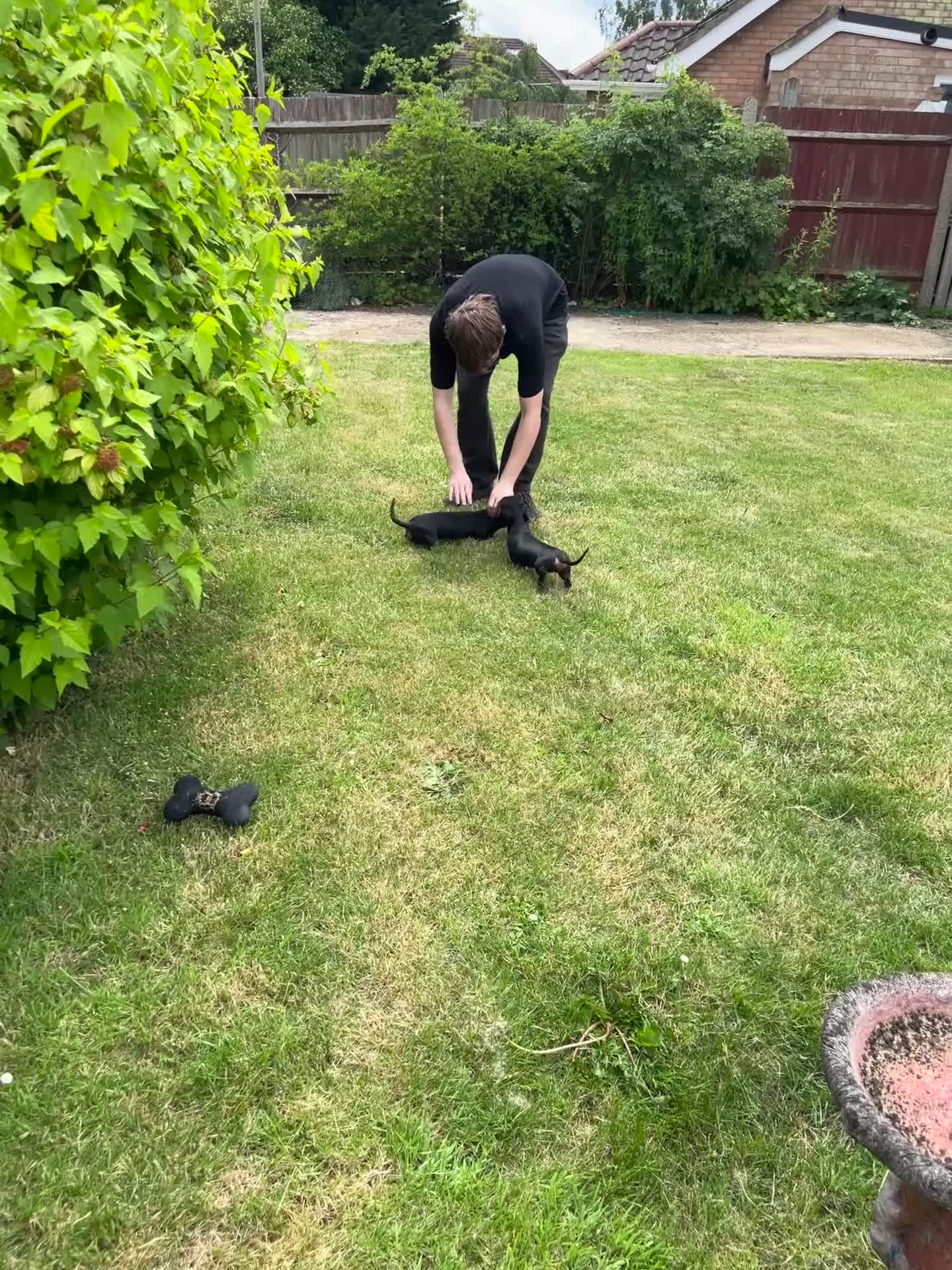 Miniature Dachshund dogs for sale: KC MINI DACHSHUND BLACK TAN GIRLS - Video 1