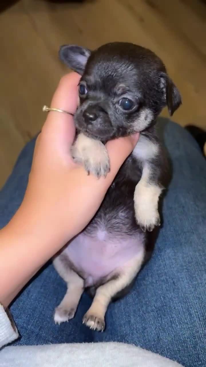 Chihuahua dogs for sale: Chihuahua fór sale Also puppies fór sale 1month1dy - Video 4