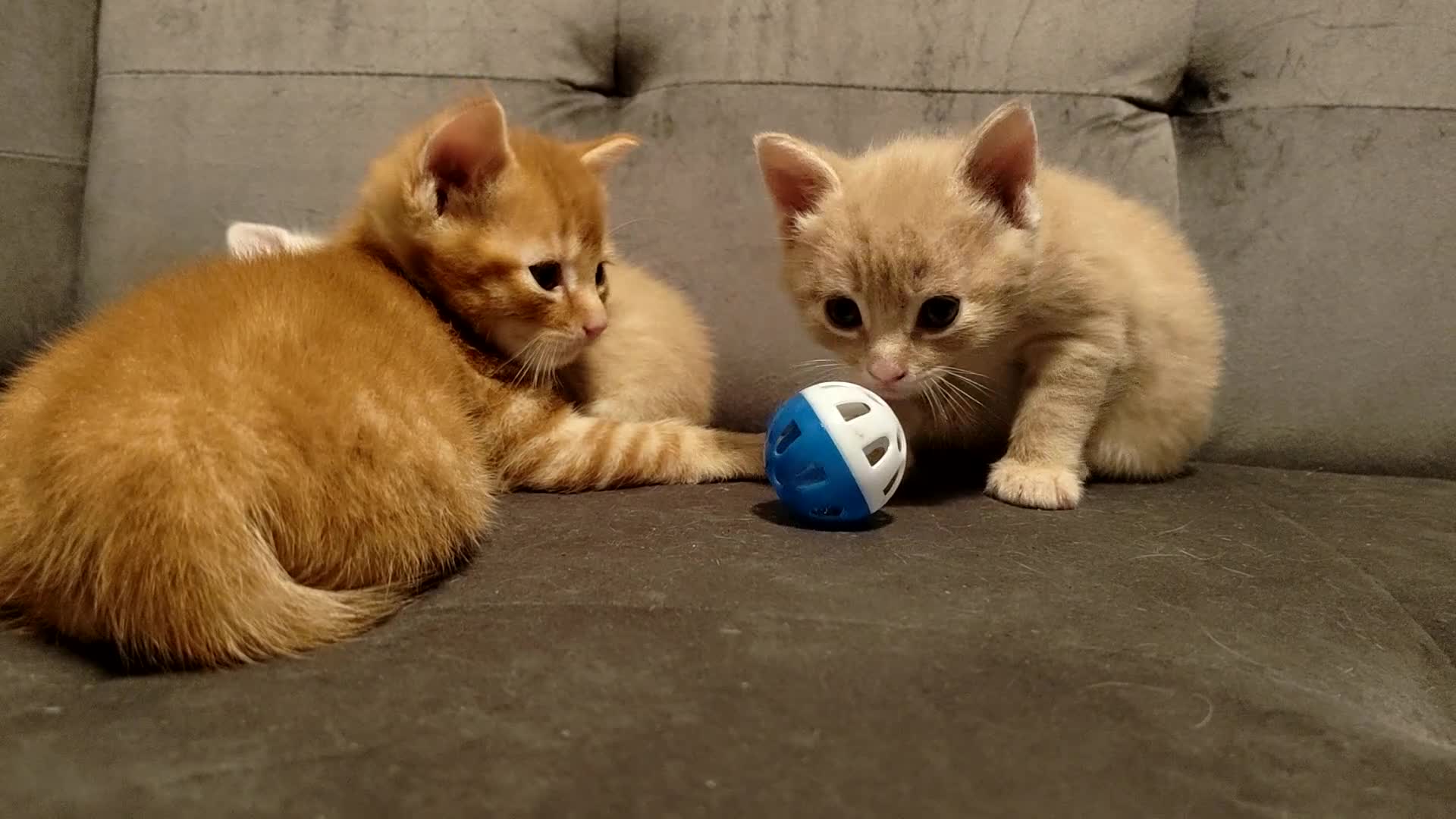 Mixed Breed cats for sale: Adorable kittens are looking for lovely home  - Video 4