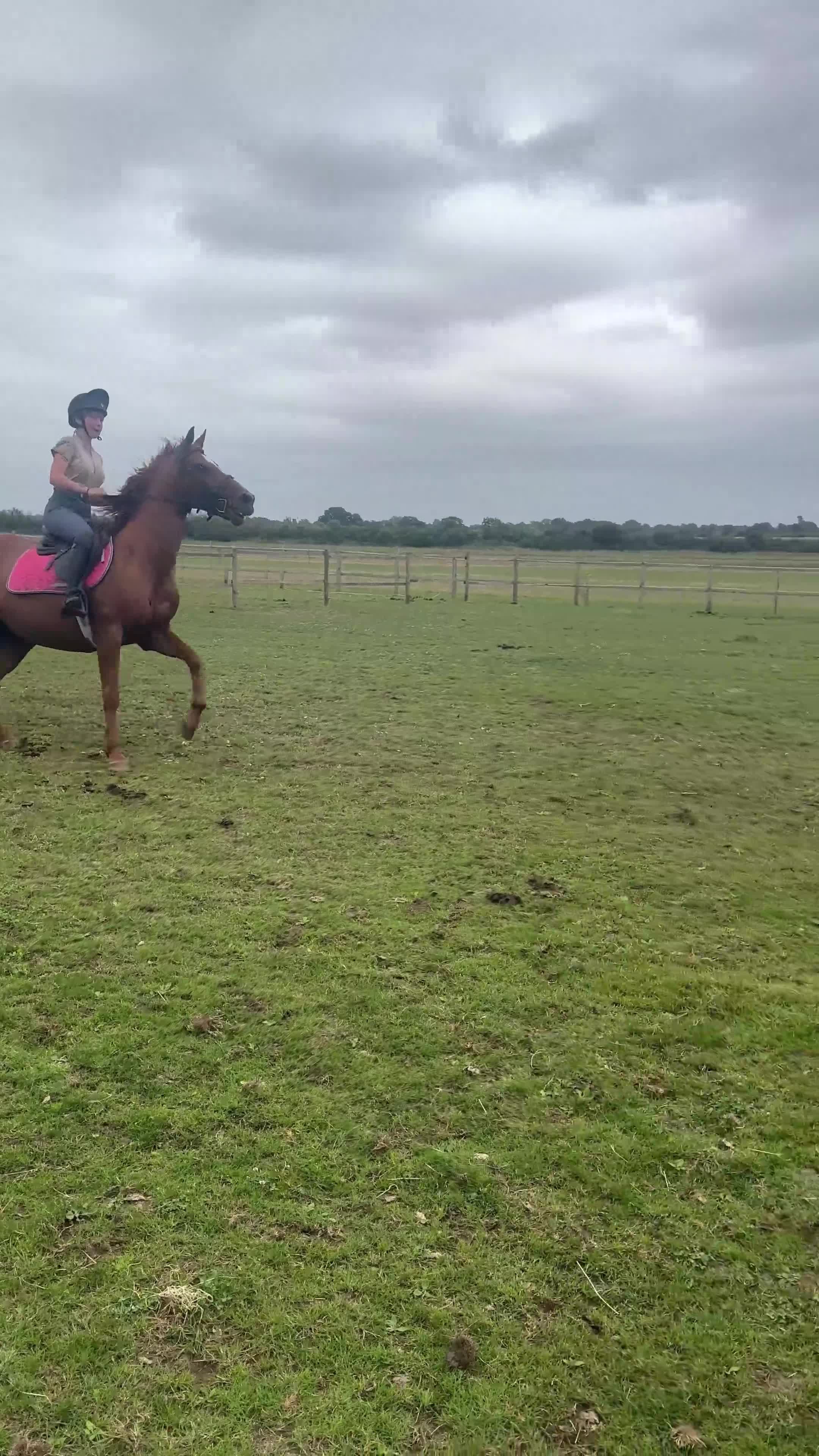 English Thoroughbred horses for sale: Sadly for sale  - Video 2