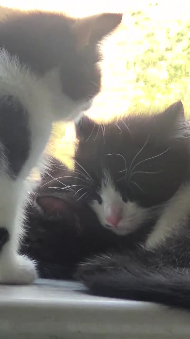 Domestic Shorthair cats for sale: Male kittens  in Norwich - Video 1
