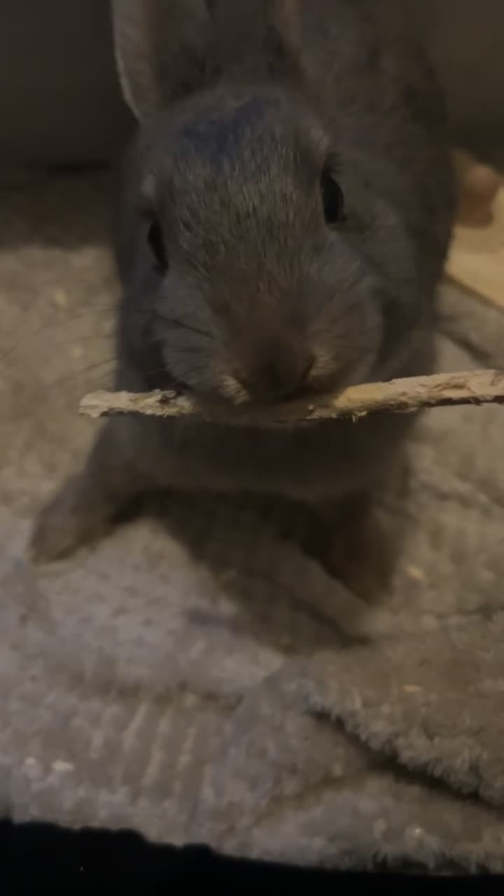 Mixed Breed rabbits for sale: pebbles in Manchester - Video 1