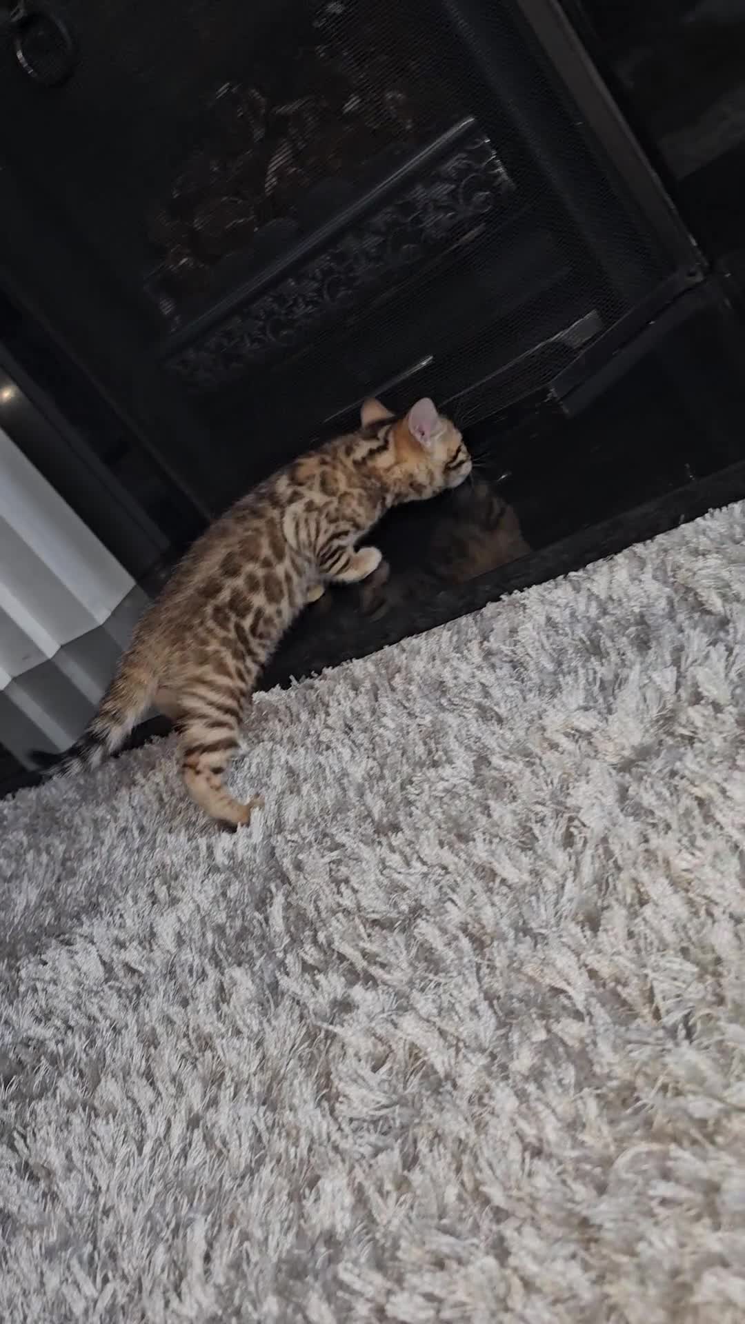 Bengal cats for sale: Stunning Pedigree Bengal Babies - Video 2