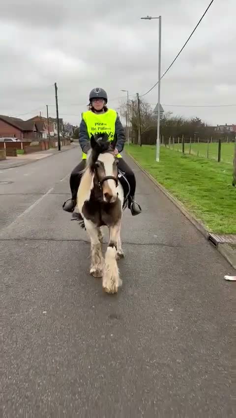 Irish Cob horses for sale: Stunning mare cob  in Canvey Island - Video 1