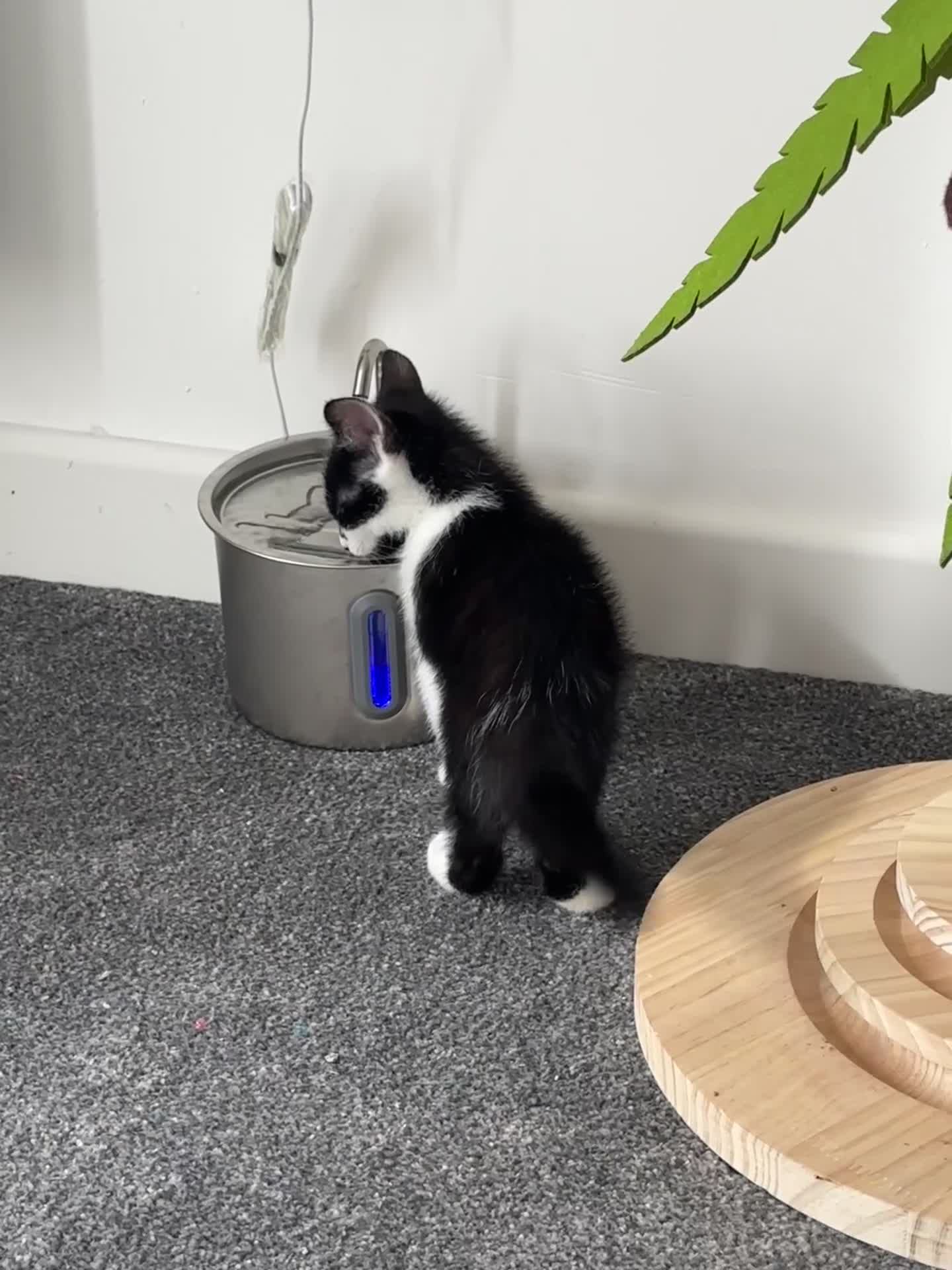 Domestic Shorthair cats for sale: Adorable bonded brothers in Birmingham - Video 4