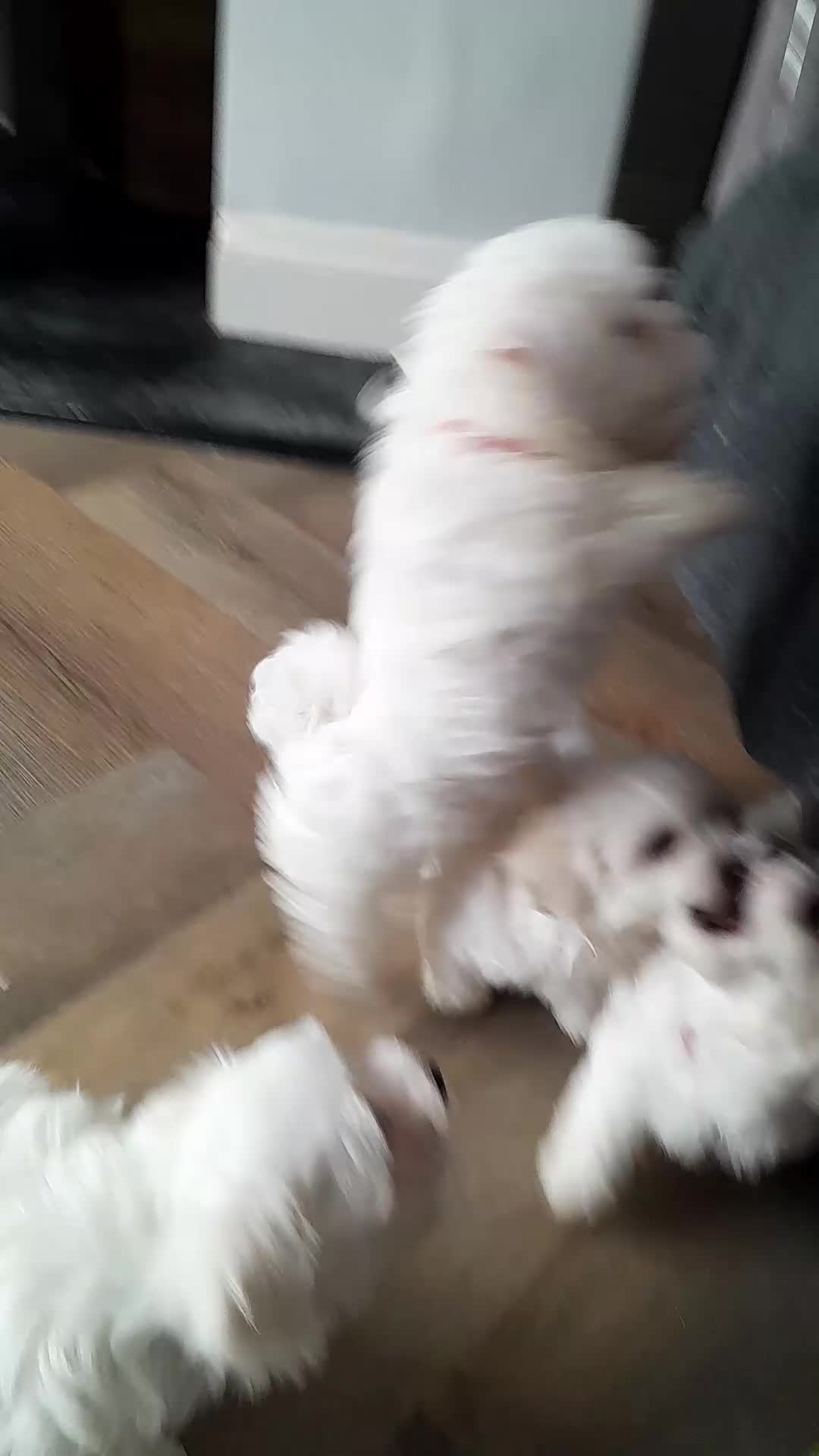 Maltese dogs for sale: 5 Outstanding pedigree Maltese puppies - Video 1