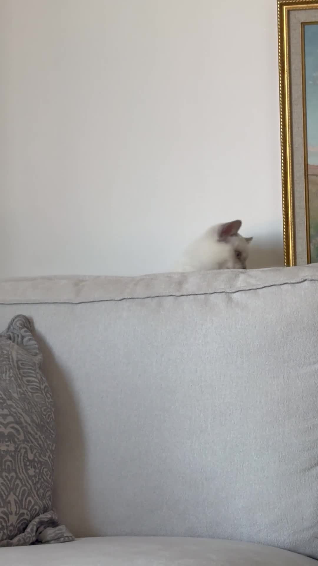 British Shorthair cats for sale: Adorable British shorthair kittens  - Video 4