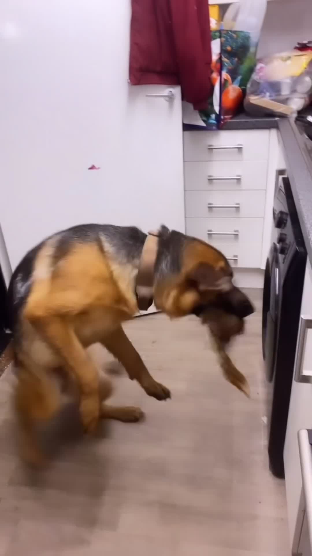 German Shepherd dogs for sale: EX POLICE- HIGH POTECTION GSD FAMOUS BLOODLINE✅ - Video 4