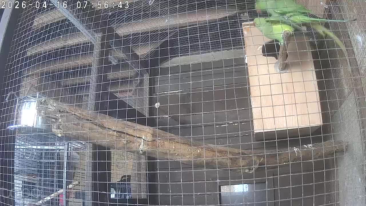 Ringnecks birds for sale: Breeding pair IndianRingneck - Video 1