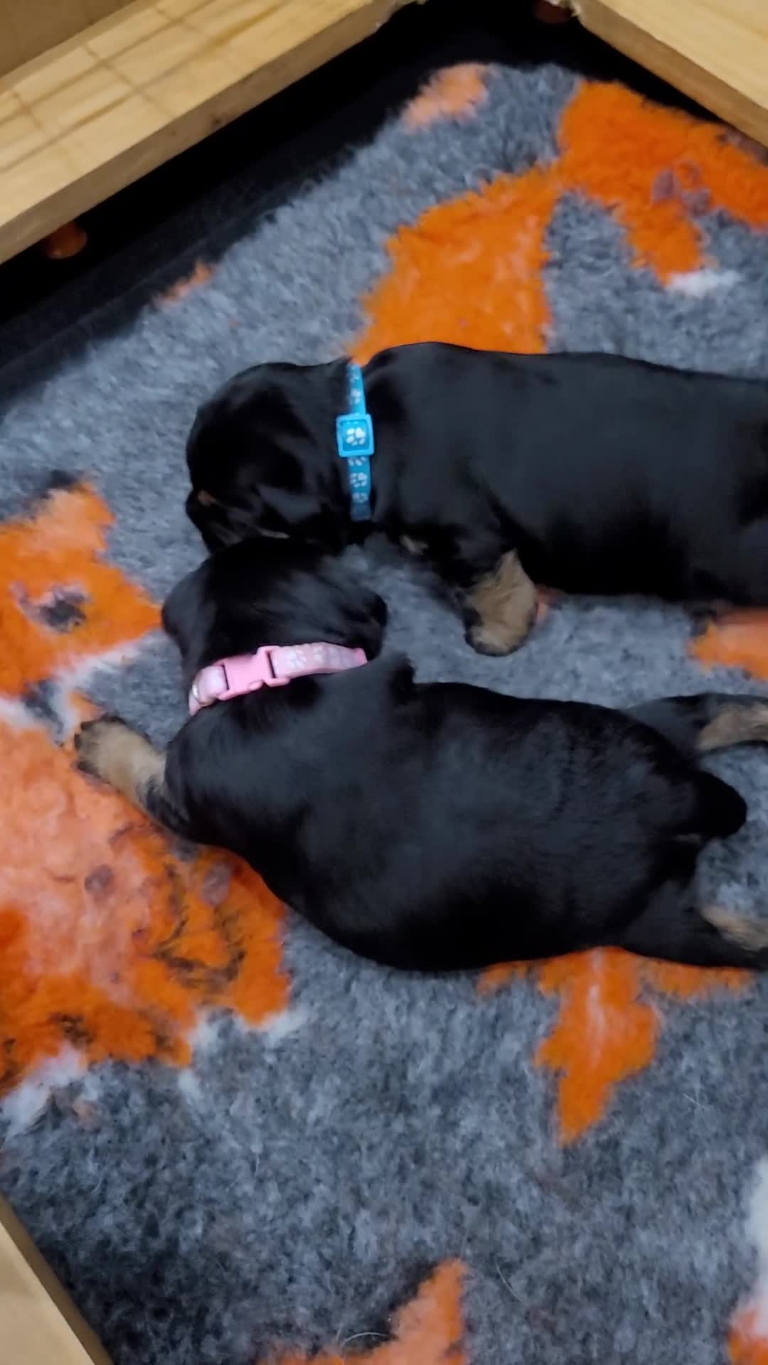 Border Terrier dogs for sale: Beautiful Black/Tan Bitch looking for loving home in Swadlincote - Video 3